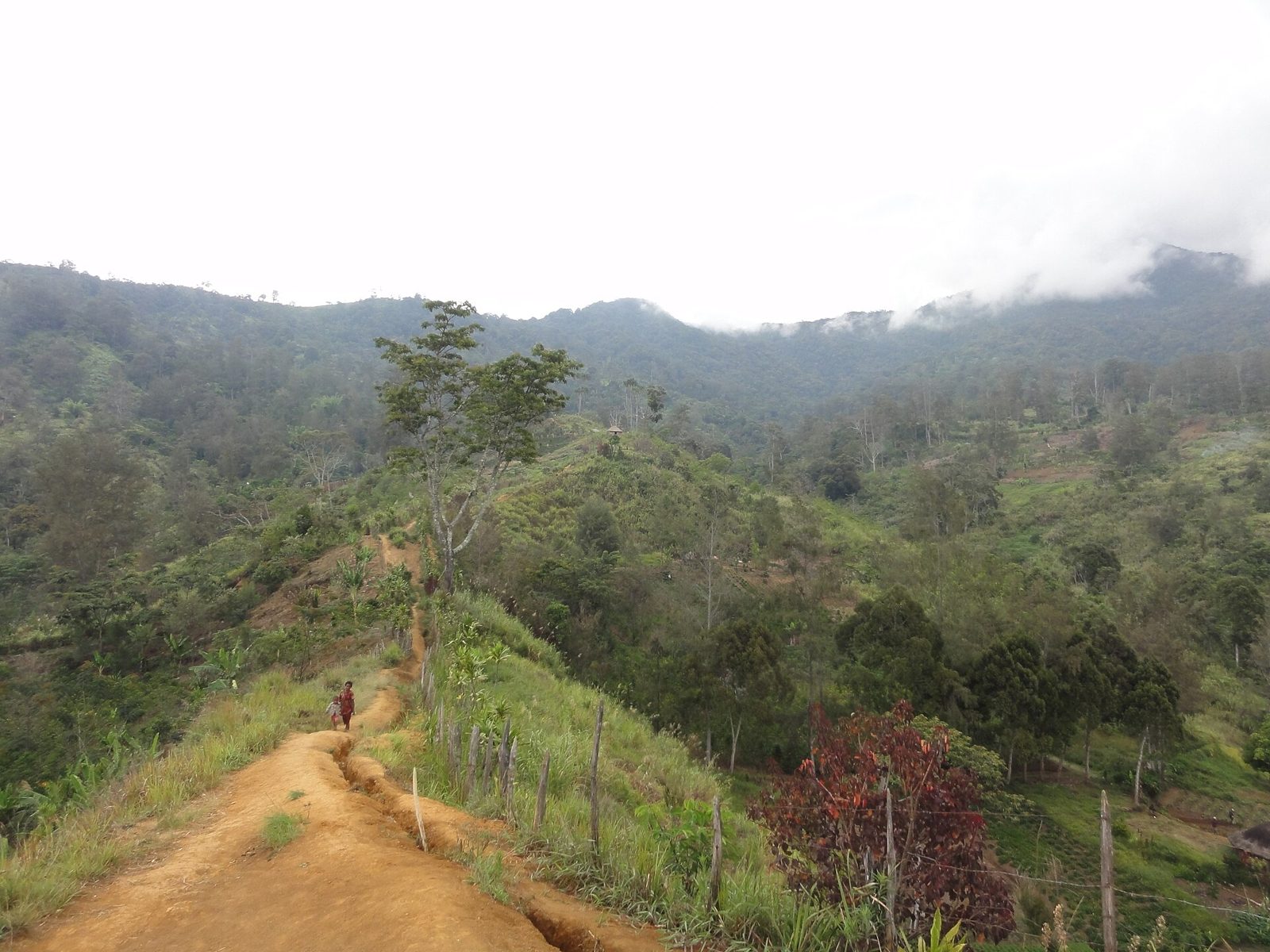 Landscape in Papua New Guinea (illustrative)